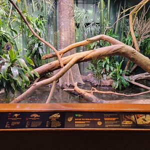 Bronx - RH - Philippine Sailfin Lizard, Painted River Terrapin, Mary River Turtle