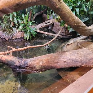 Bronx - RH - Philippine Sailfin Lizard, Painted River Terrapin, Mary River Turtle