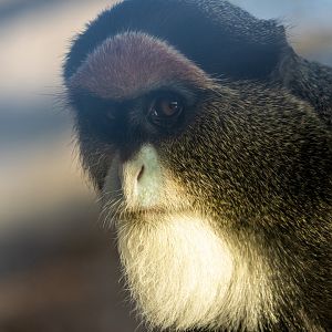 De Brazza's Monkey Close-Up
