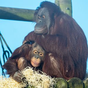 Maliku and Basuki Bornean Orangutans