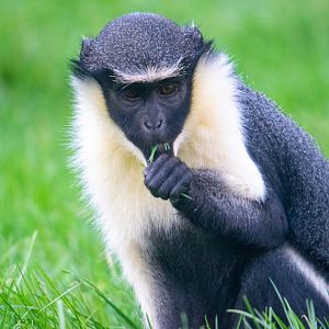 Diana Monkey Close-Up
