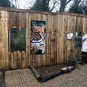 Exterior of new Ocelot exhibit 03/01/22