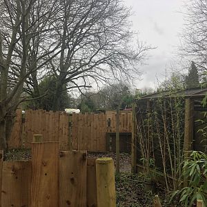 Part of Kinkajou enclosure 03/01/22