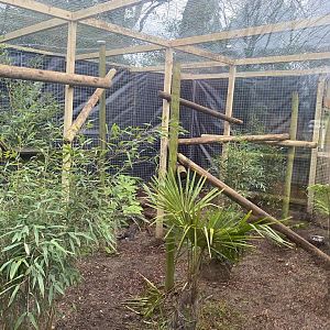 New Ocelot Enclosure 03/01/22