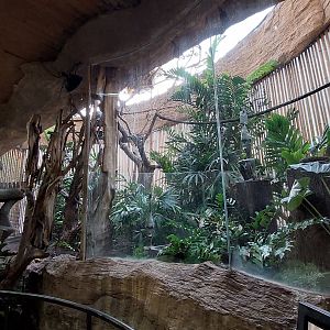 Bird of Paradise, Pesquet's parrot, and wompoo fruit dove exhibit