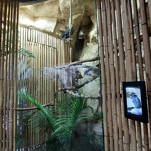 Palm Cockatoo exhibit