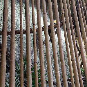 Rhinoceros Hornbill and Great Argus exhibit