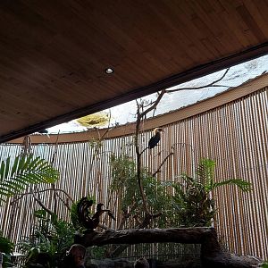 Blyth's Hornbill and Western Crowned Pigeon exhibit