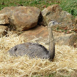 Greater Rhea