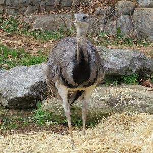 Greater Rhea