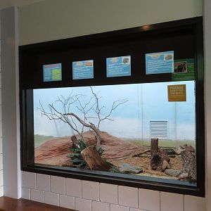 Rattlesnake Exhibit (3 species)