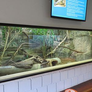 Rhinoceros Iguana Exhibit