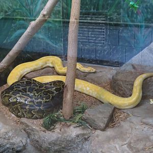 Burmese Pythons