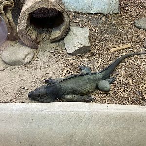 Rhinoceros Iguana