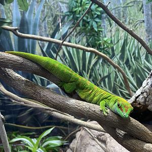 Madagascar Giant Day Gecko