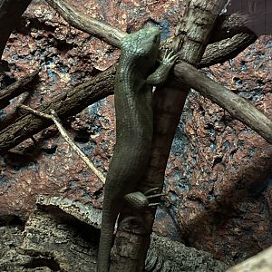 Prehensile-tailed Skink
