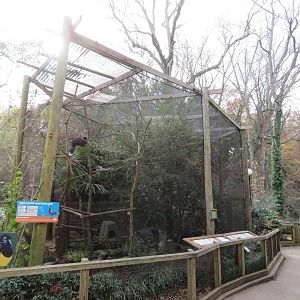 South American Aviary (5 species)