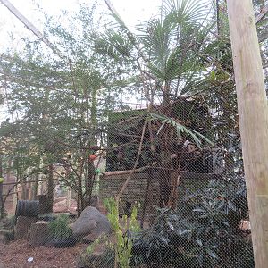 South American Aviary (5 species)