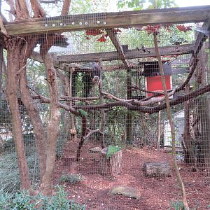 Harris's Hawk Exhibit