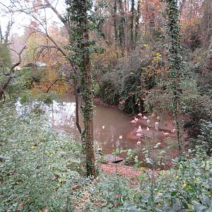 Flamingo Pond