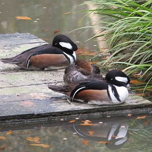 Hooded Mergansers