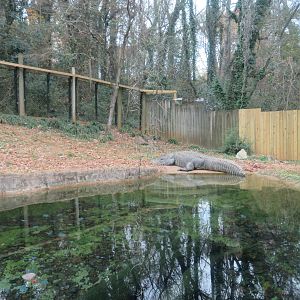 Alligator/Snapping Turtle Exhibit