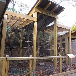 Barred Owl Exhibit