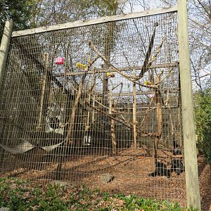 Siamang Exhibit