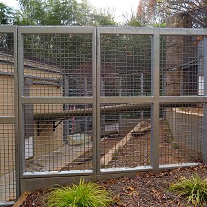 Amur Leopard Side Enclosure
