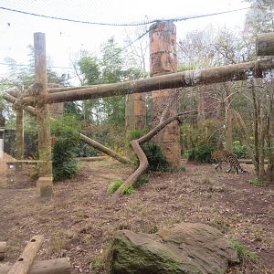 Amur Leopard Exhibit