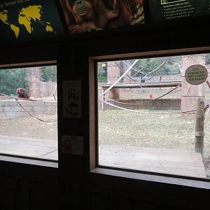 Orangutan Exhibit