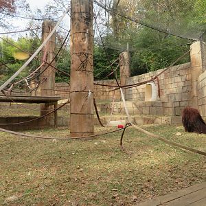 Orangutan Exhibit
