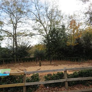 Aldabra Tortoise Exhibit