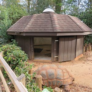 Aldabra Tortoise and Hut