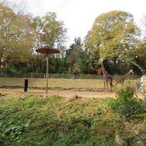 Masai Giraffe Exhibit
