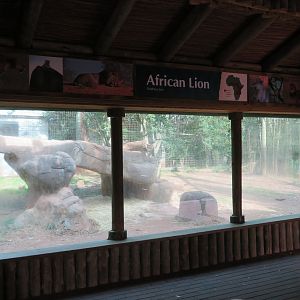African Lion Exhibit