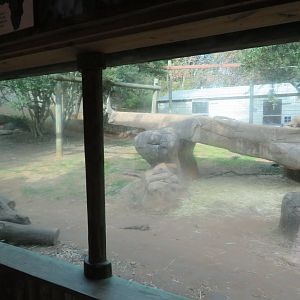 African Lion Exhibit