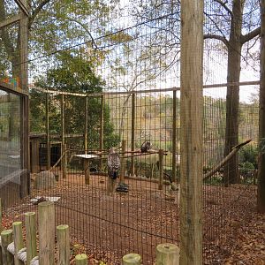 Rüppell's Griffon Vulture/Bat-eared Fox Exhibit