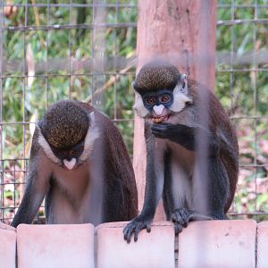 Schmidt's Red-tailed Guenon