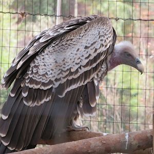 Rüppell's Griffon Vulture