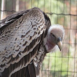 Rüppell's Griffon Vulture