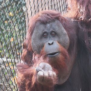 Male Sumatran Orangutan