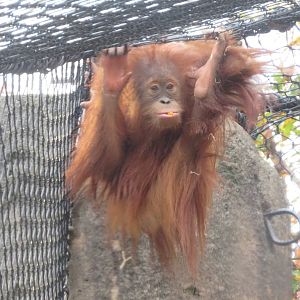 Young Sumatran Orangutan