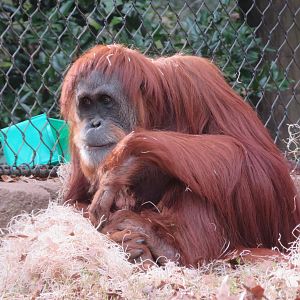 Female Sumatran Orangutan