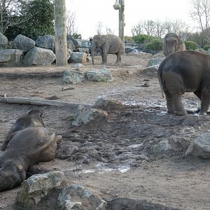Asian elephant herd