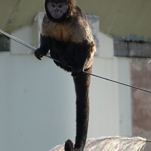 Buffy-headed capuchin