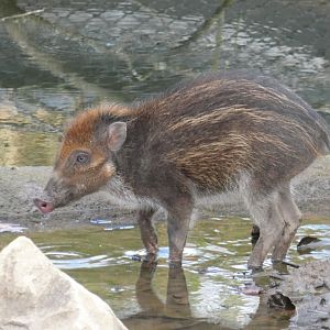Visayan warty piglet