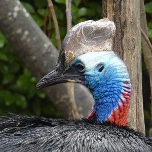 Southern cassowary