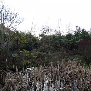 Southern cassowary enclosure