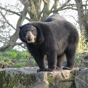 Spectacled bear